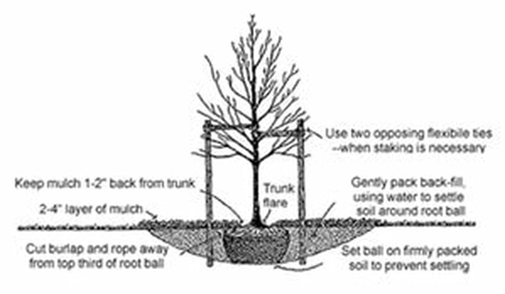 Tree Planting Tips